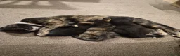 British Shorthair cats for sale: Three female kittens - Advert 14