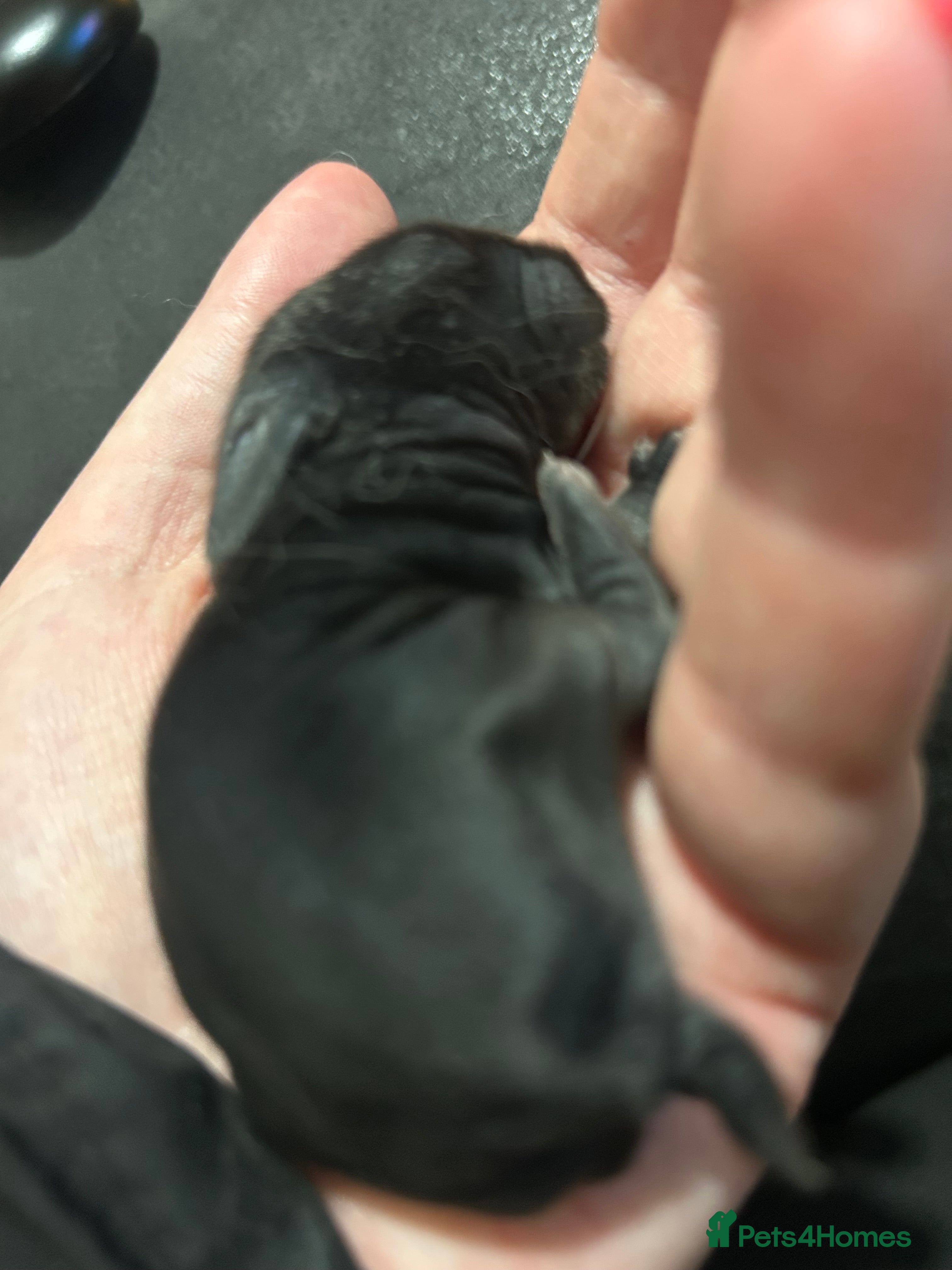 Mini Lion Lop rabbits Mini lion lops bunnies  in Bridgend - Advert 5