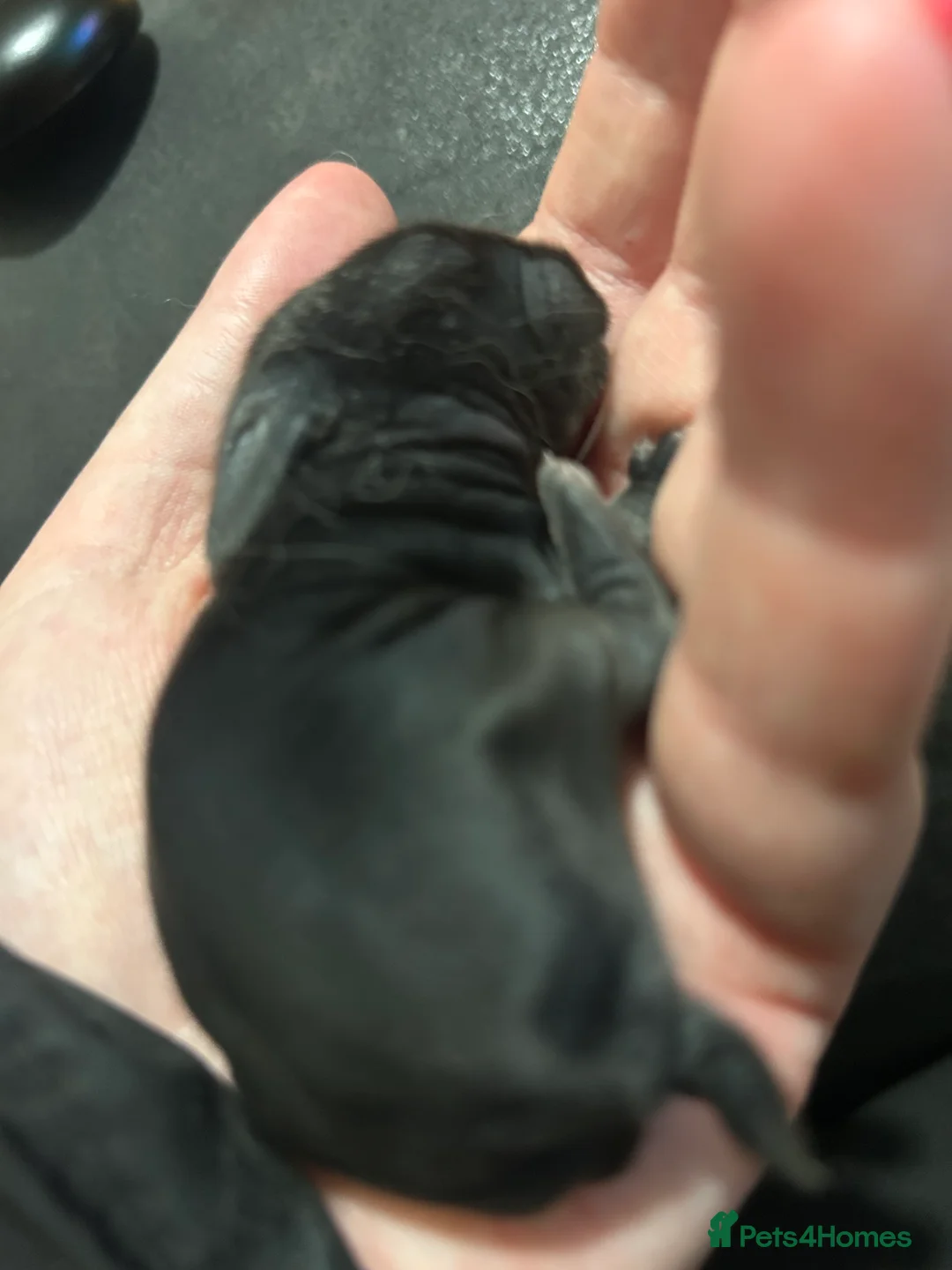 Mini Lion Lop rabbits for sale: Mini lion lops bunnies  in Bridgend - Advert 1