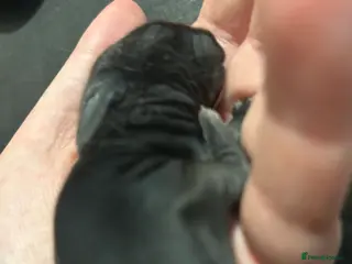 Mini Lion Lop rabbits Mini lion lops bunnies in Bridgend - Advert 1