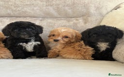 Cockapoo dogs for sale: F1 cockapoo puppies PRA TESTED - Image 7