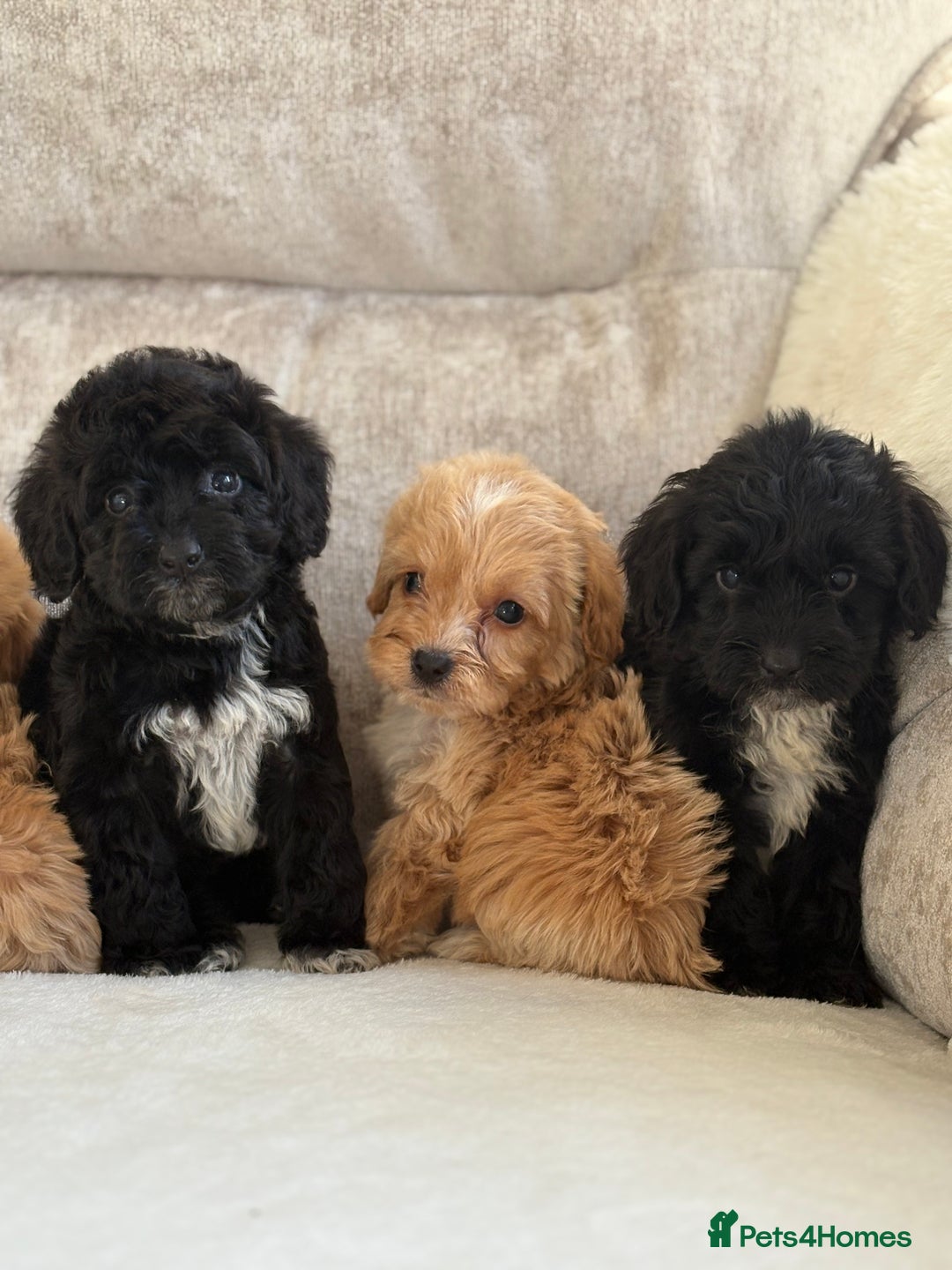 Cockapoo dogs for sale: F1 cockapoo puppies PRA TESTED - Image 7
