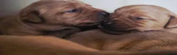 Labrador Retriever dogs for sale: Stunning dark red puppies  - Advert 3