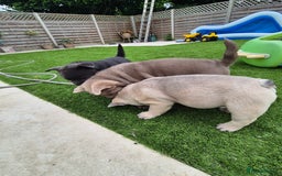 Mixed Breed dogs for sale: Chowxfrenchie Ready for new homes** - Image 10