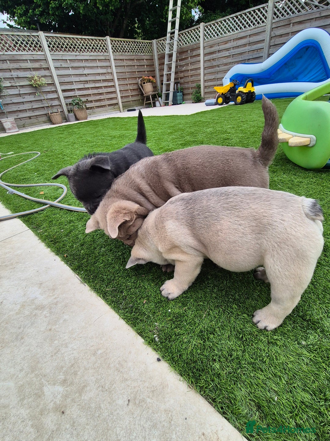 Mixed Breed dogs for sale: Chowxfrenchie Ready for new homes** - Image 10