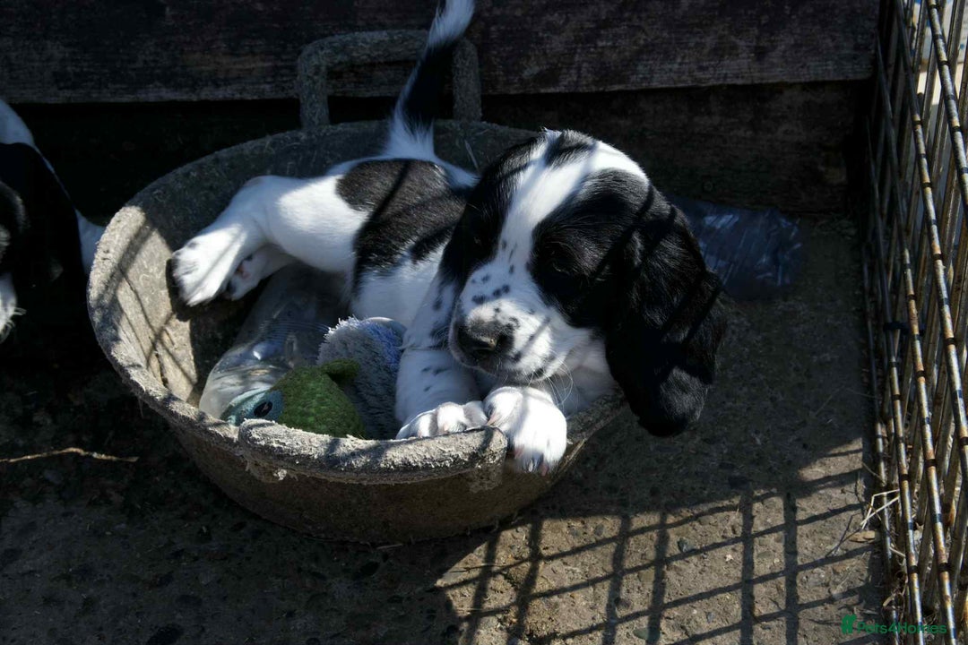 Mixed Breed dogs for sale: Basset X Springer puppies  - Image 3