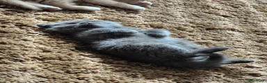 British Shorthair 1