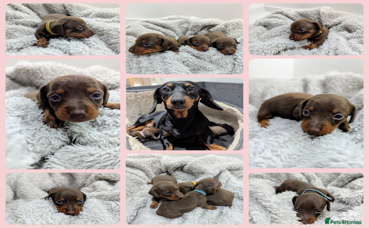 Miniature Dachshund dogs - Advert 4