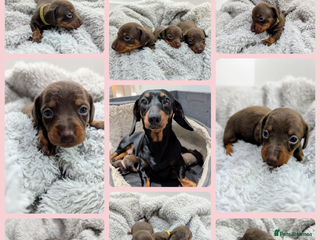 Miniature Dachshund dogs Beautiful KC Reg Smooth Haired Miniature Dachshund - Advert 13