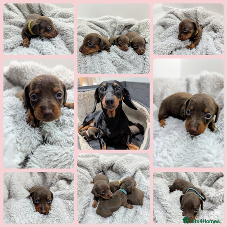 Miniature Dachshund dogs - Advert 4