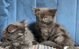 Ragdoll cats for sale: Ragdoll X ready to go! - Image 11