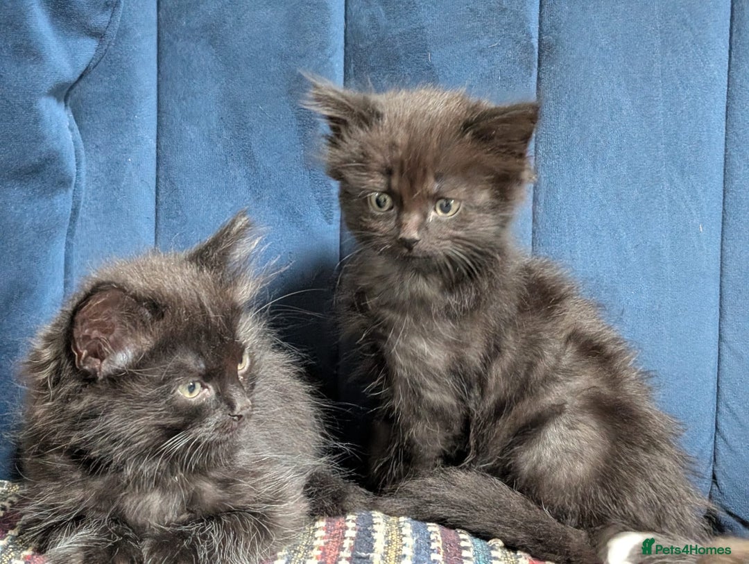 Ragdoll cats for sale: Ragdoll X ready to go! - Image 11