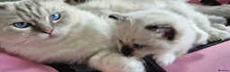 Ragdoll cats for sale: Chunky TICA reg Ragdoll - Advert 4