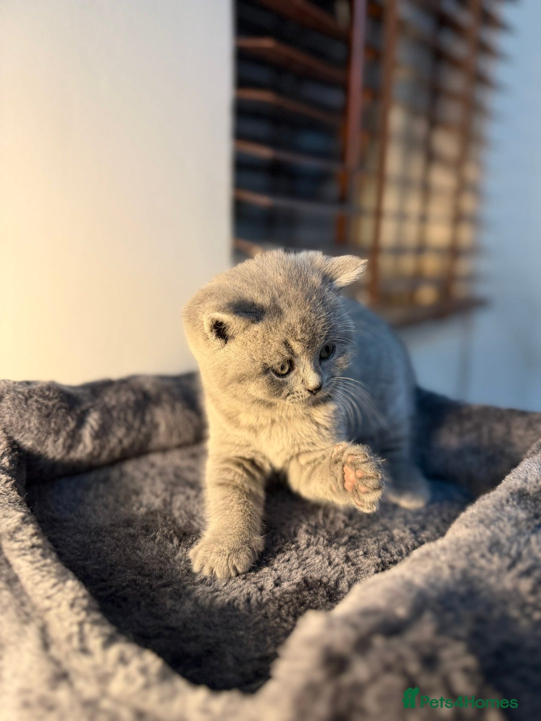 British Shorthair cats for sale: 🐾 British Shorthair × Scottish Straight Kittens - Advert 19
