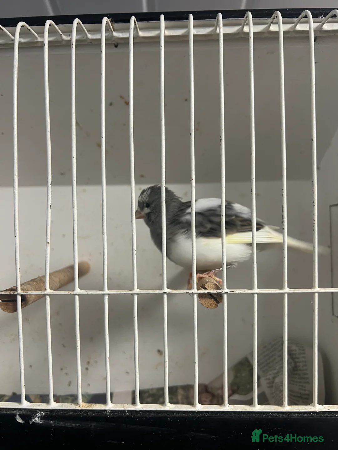 Mixed Breed birds for sale: Canaries, budgies - Advert 4