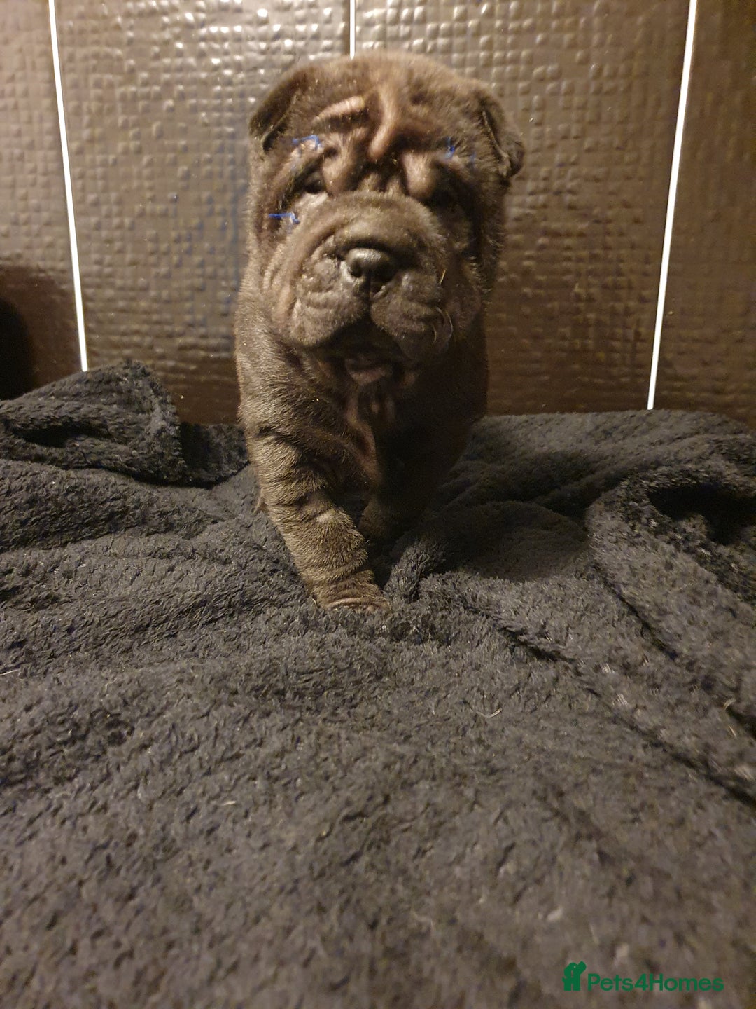 Shar Pei dogs for sale: Stunning KC Registered Shar Pei puppies - Advert 34