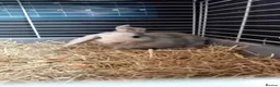 Mini Lop rabbits for sale: Rabbits - Advert 2