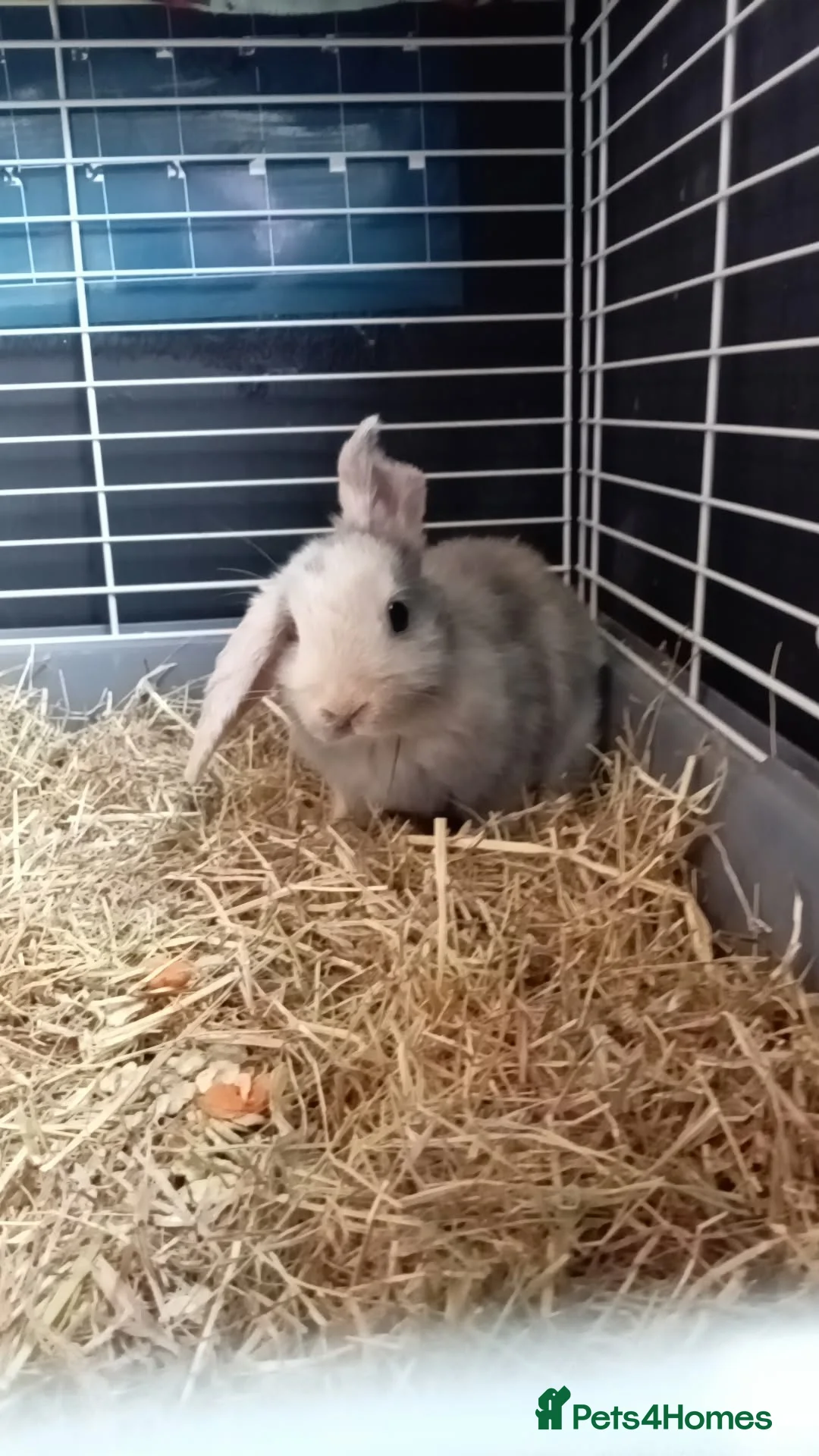 Mini Lop rabbits for sale: Rabbits - Advert 2