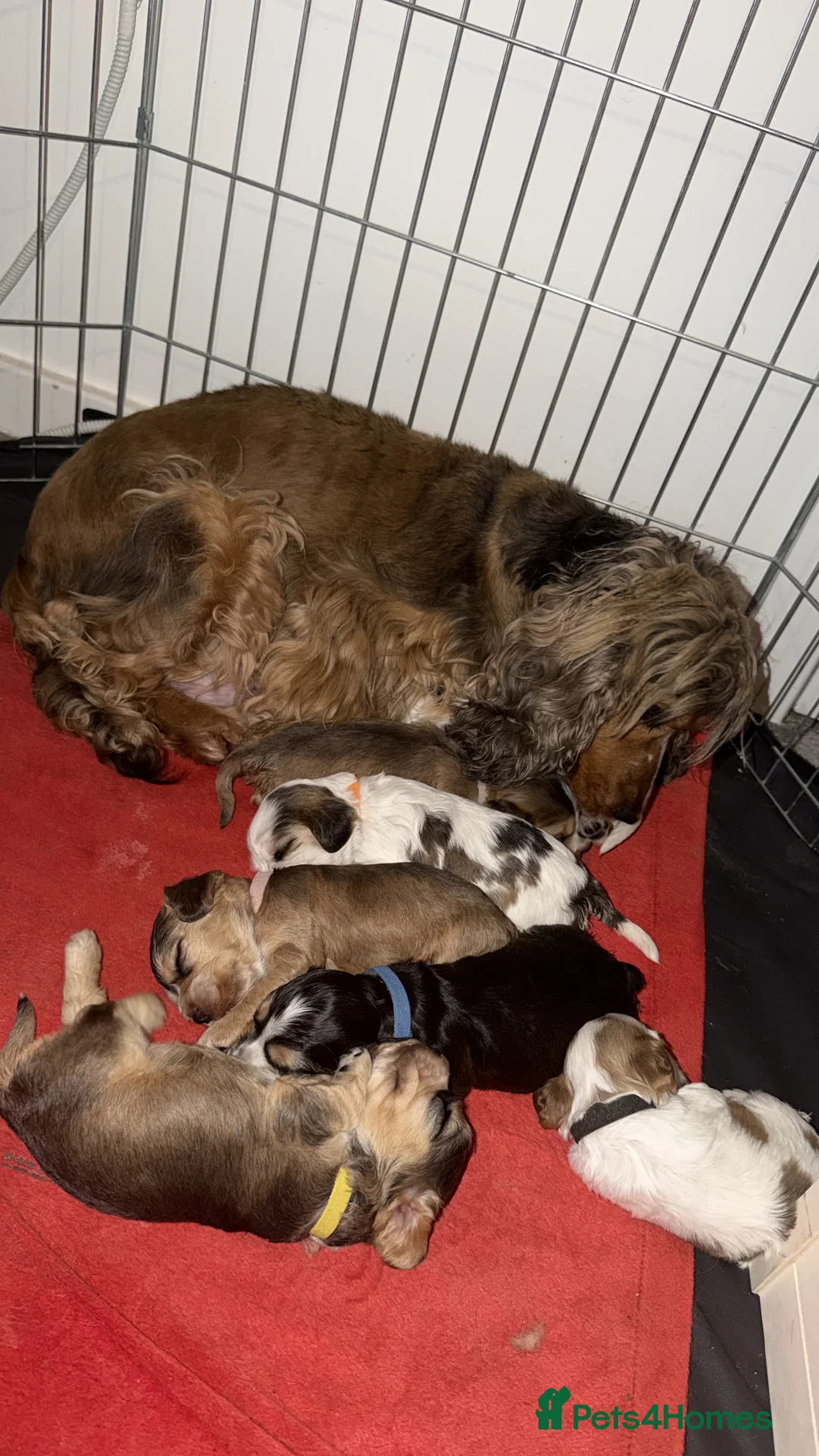 Cocker Spaniel dogs for sale: Showtype Cocker spaniel pups KC registered  - Advert 33
