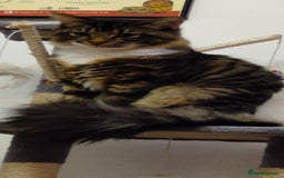 Mixed Breed cats for sale: Maine coon+BLR Cat - Image 5