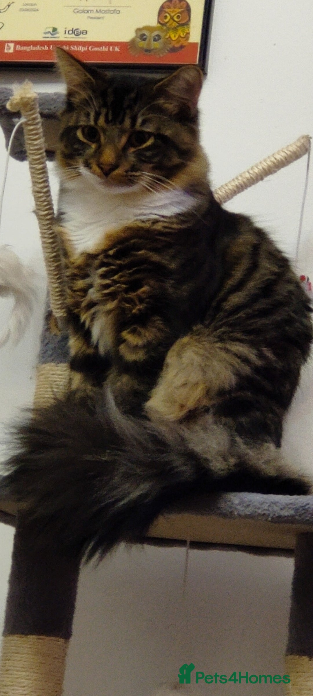 Mixed Breed cats for sale: Maine coon+BLR Cat - Image 5