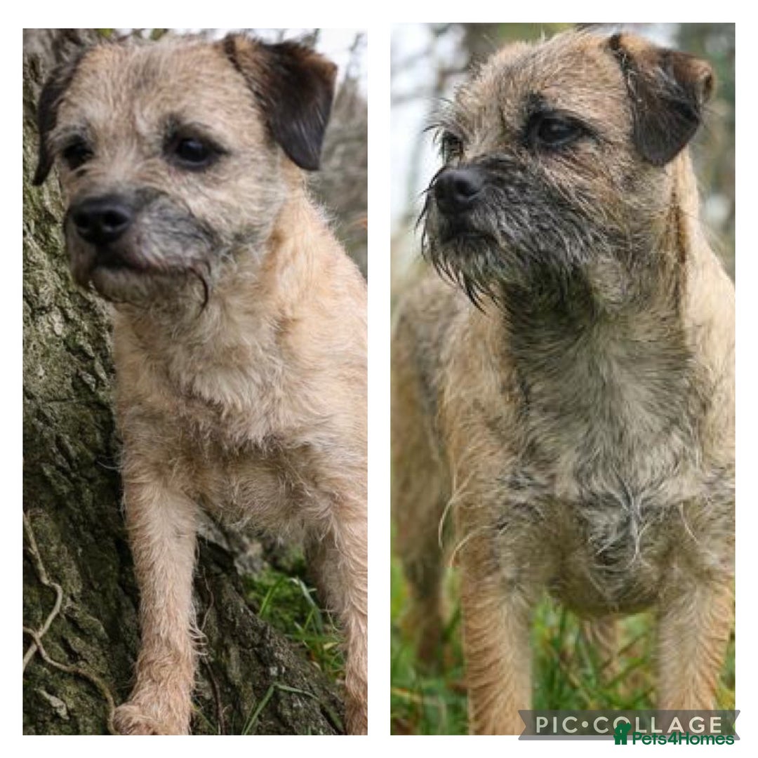 Dog Breed Border Terrier Puppies Champdogs Canine Border Terrier