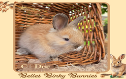 Angora rabbits for sale: 🧡 Pure Bred Angora Babies 🧡 For Reserve - Image 10