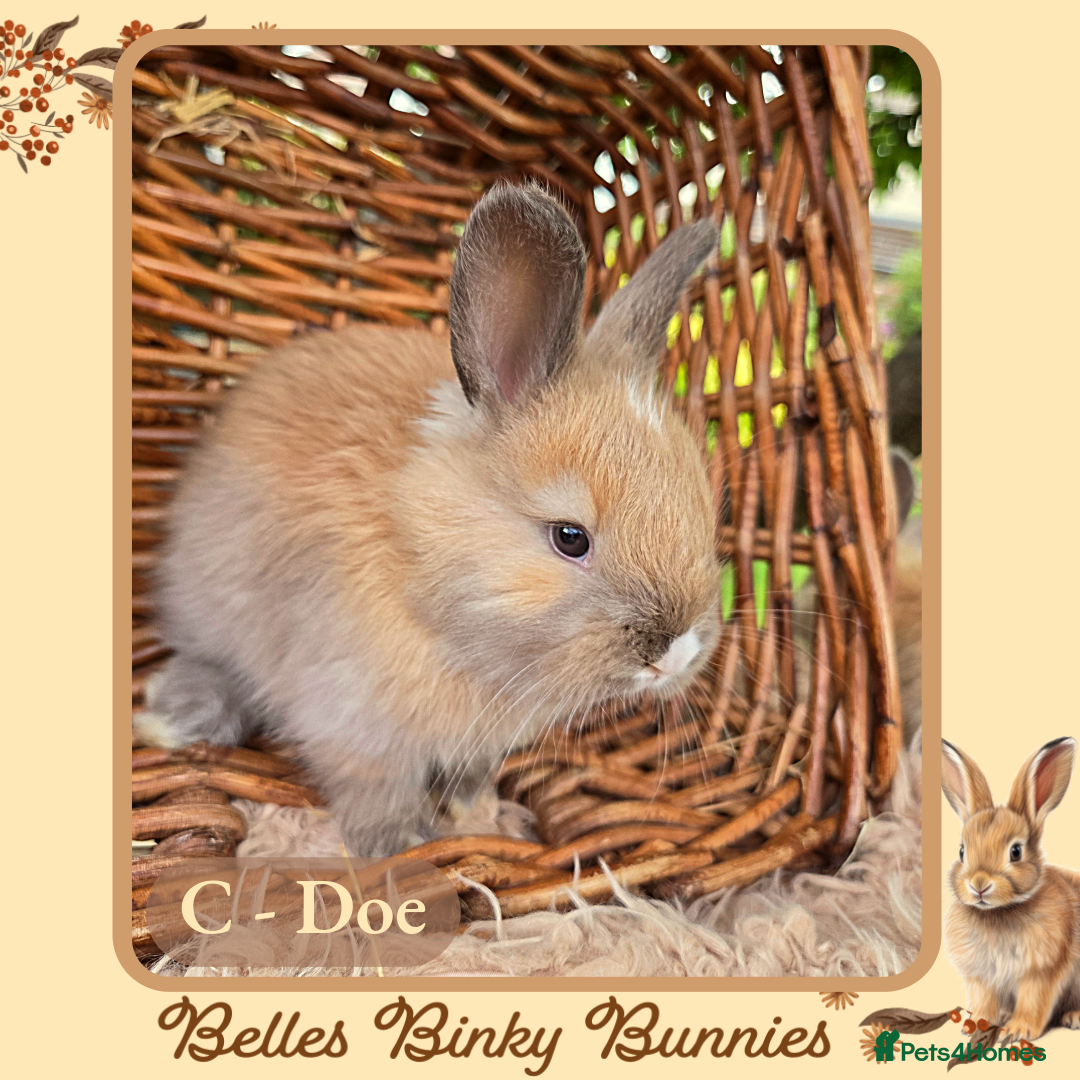 Angora rabbits for sale: 🧡 Pure Bred Angora Babies 🧡 For Reserve - Image 10