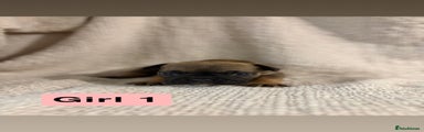 French Bulldog Puppy girl 1