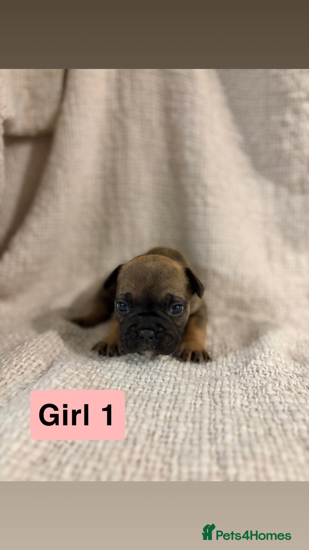 French Bulldog dogs for sale: French bulldog puppies - Advert 6