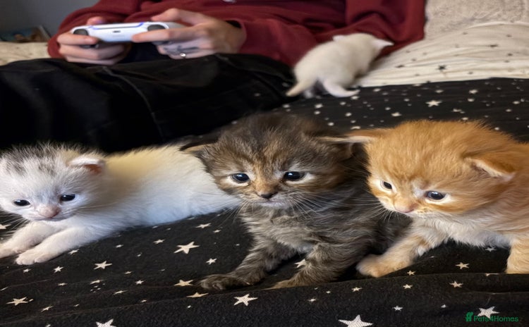 Mixed Breed cats - Advert 11