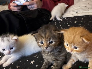 Mixed Breed cats - Advert 22