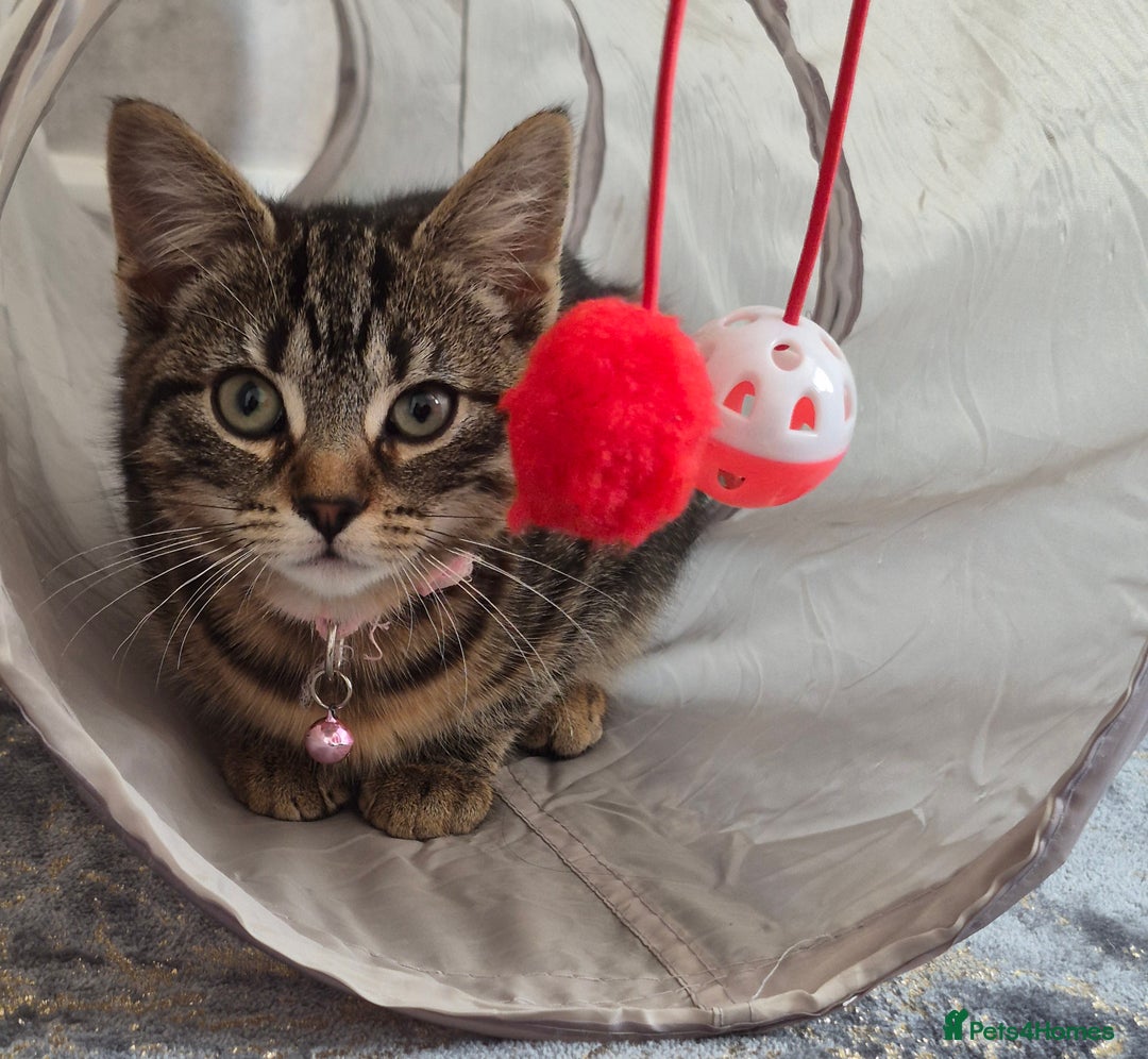 Bengal cats for sale: Domestic shorthaired x bengal kitten  - Advert 4