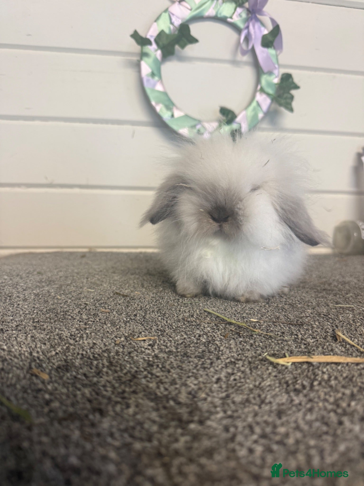 Mini Lion Lop rabbits Mini lionlop does - Advert 1