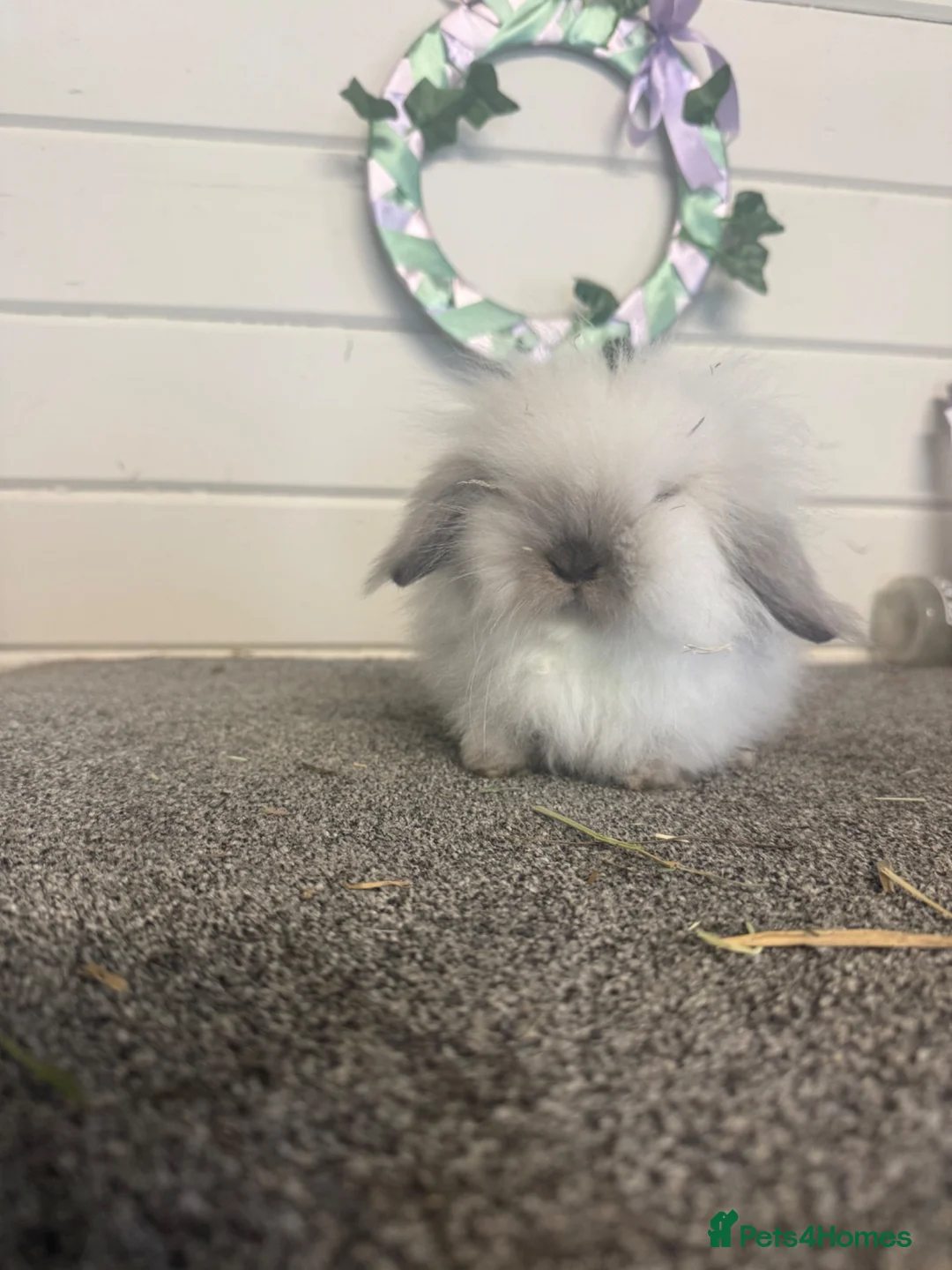 Mini Lion Lop rabbits for sale: Mini lionlop does - Advert 1