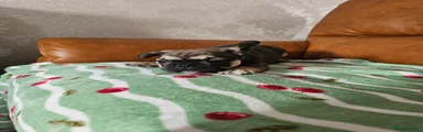 French Bulldog Puppy 1