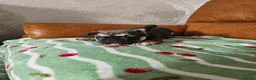 French Bulldog dogs for sale: KC REG FRENCH BULLDOG PUPS - Advert 3