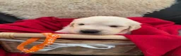 Golden Retriever dogs for sale: Royal kennel club Golden Retriever puppies in Hook - Advert 2