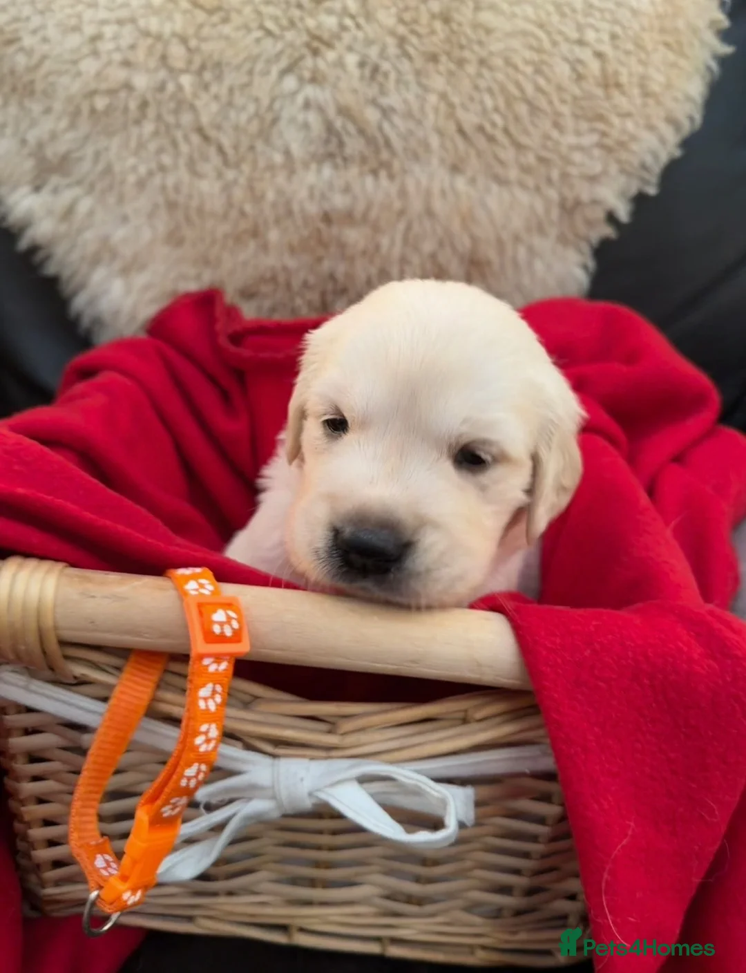 Golden Retriever dogs for sale: Royal kennel club Golden Retriever puppies in Hook - Advert 2