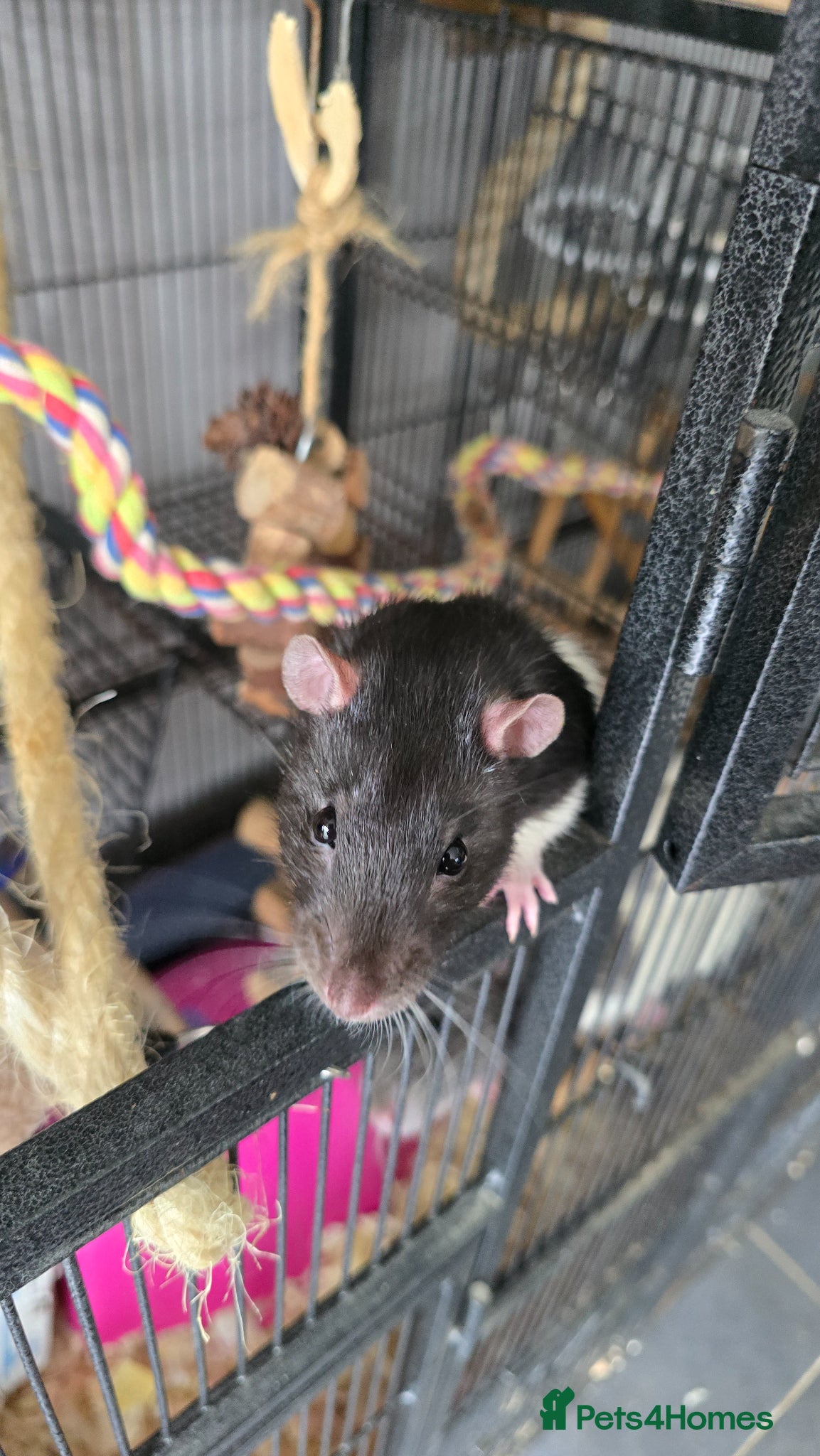 Rat rodents Two rat boys + rat mansion.  - Advert 1
