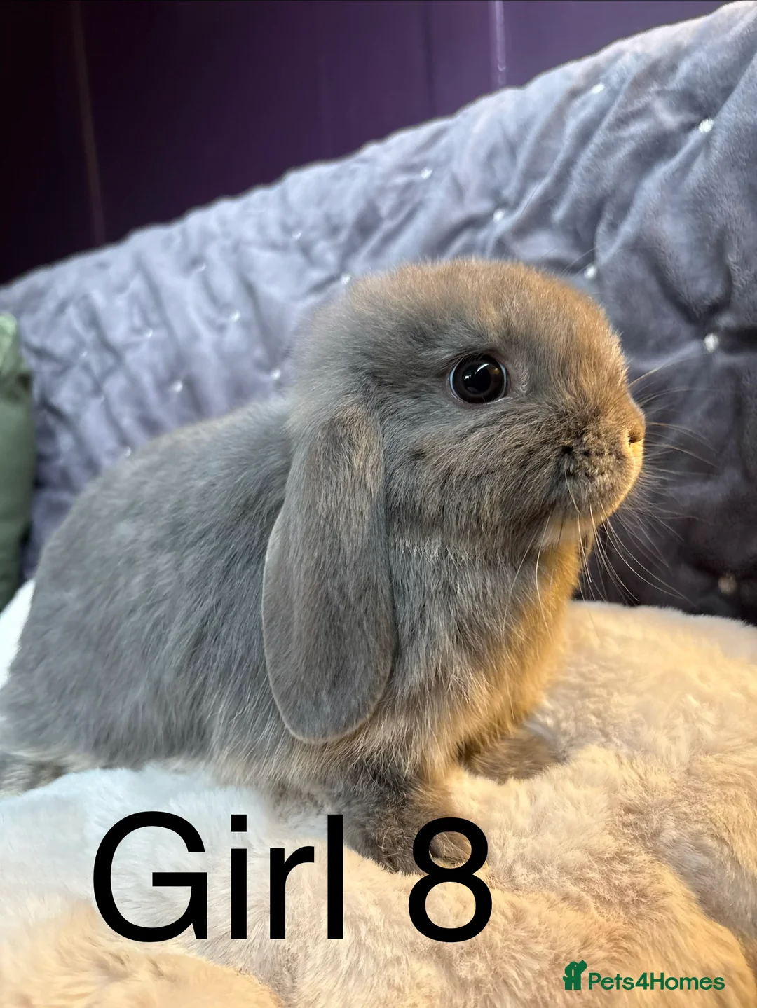 Mini Lop rabbits for sale: Stunning mini lops (vaccinated)  - Advert 2