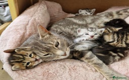 Ragdoll cats for sale: Ragdoll cross kittens - Image 4