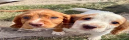 Cocker Spaniel dogs for sale: Working cocker spaniel  - Advert 6
