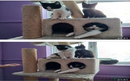 Maine Coon cats for sale:  Vet check. Full Vaccinated. Microchiped kittens in Sudbury - Image 23