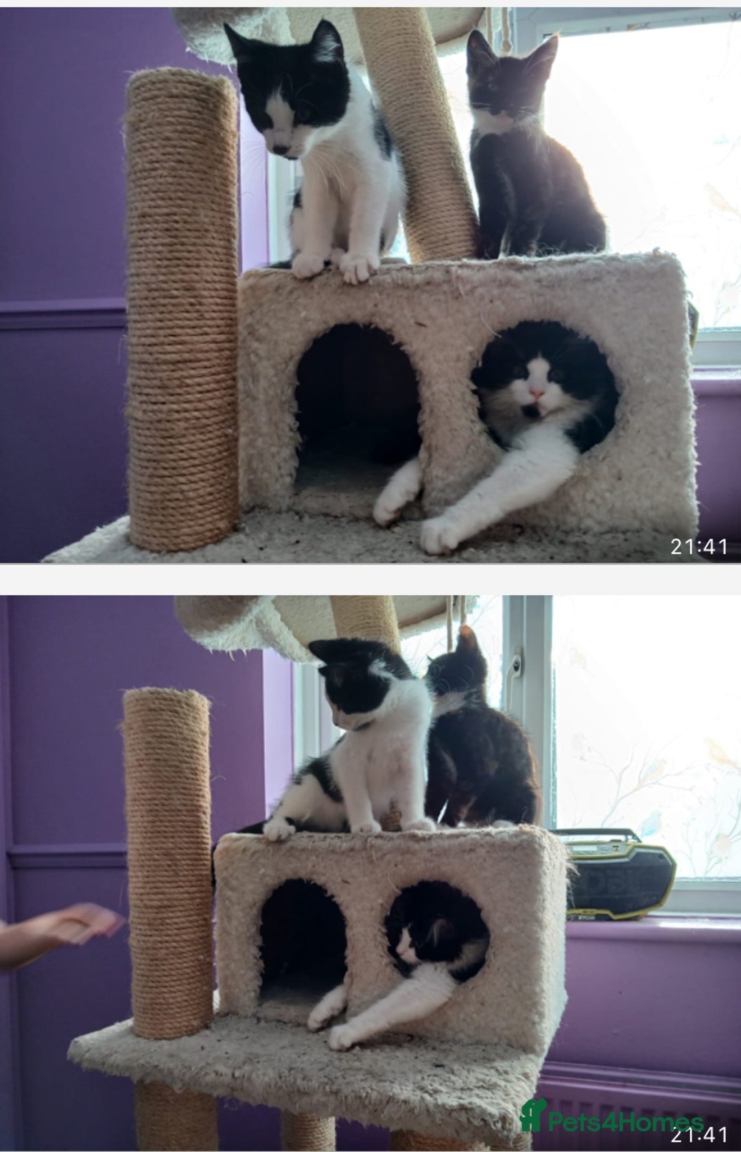 Maine Coon cats for sale:  Vet check. Full Vaccinated. Microchiped kittens in Sudbury - Image 23