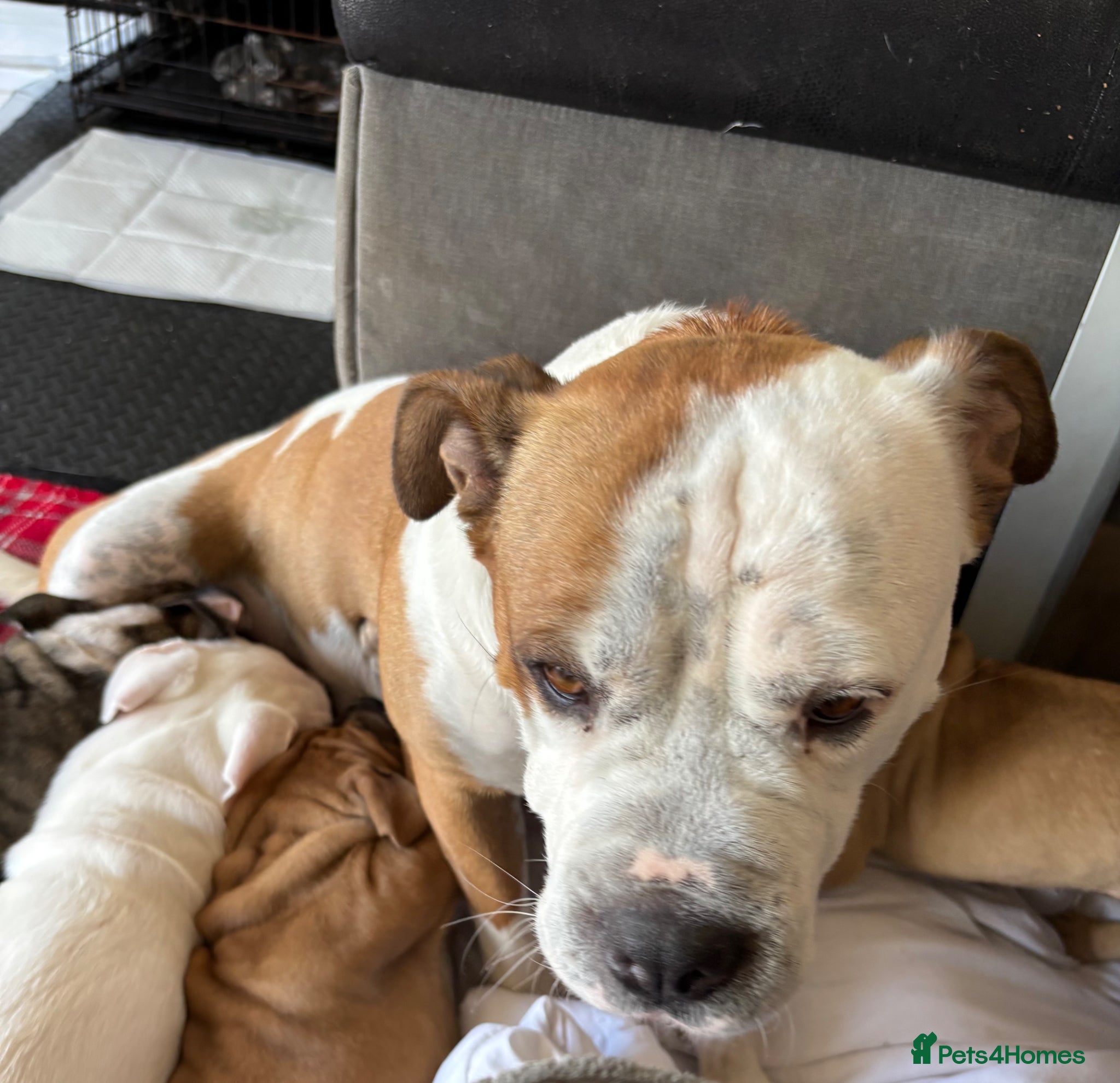Mixed Breed dogs Lovely puppies for sale  - Advert 1
