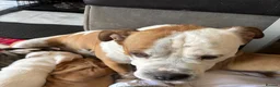Mixed Breed dogs for sale: Lovely puppies for sale  - Advert 1