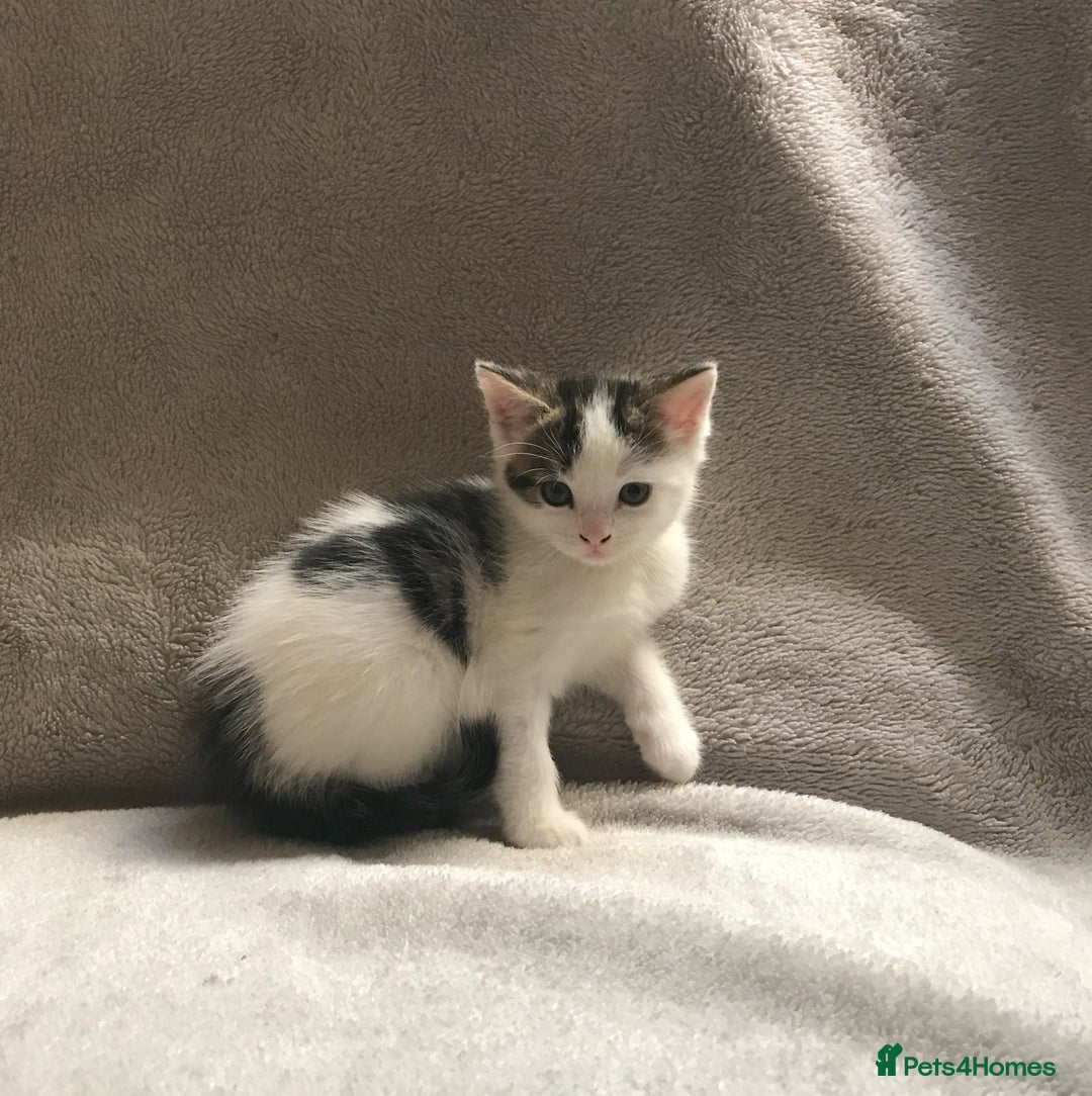 Mixed Breed cats for sale: Bring Home a Bundle of Joy Kittens Ready Oct. 2nd! - Image 30