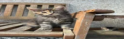 Maine Coon cats for sale: Maine coon kittens  - Advert 25