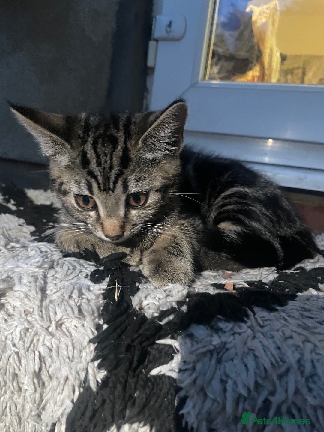Domestic Shorthair cats for sale: Sweet tabby cat looking for a loving home - Image 4